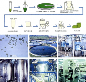 圖5.八重山的小球藻養(yǎng)殖工藝，首先進(jìn)行種子液的培養(yǎng)，然后在圓池中進(jìn)行放大培養(yǎng)，以碟片式離心機進(jìn)行濃縮，濃縮液冷卻后（抑菌）進(jìn)行短暫的加熱處理（滅菌及滅葉綠素酶酶活），進(jìn)行噴霧干燥后即可進(jìn)行壓片等后續(xù)加工。（破壁的工藝有幾種可選，如對濃漿進(jìn)行碾磨或高壓均質(zhì)，對干粉進(jìn)行氣流對撞等）